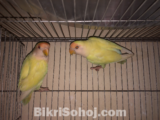 Crimino Lovebird Pair (Red Eye)